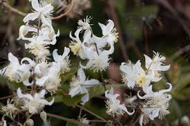 Image result for Clematis brachiata