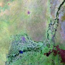 Image result for Limnophyton obtusifolium