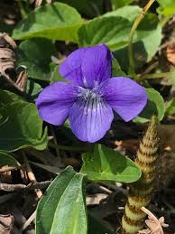 Image result for Viola abyssinica