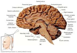 Midsagittal Section Of The Human Brain Google Search