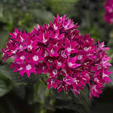 Image result for Pentas lanceolata