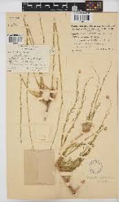 Image result for Nolletia arenosa