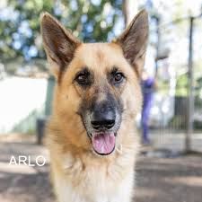 Animal Welfare League...