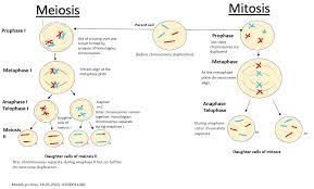 Meiosis And Mitosis Meiosis Mitosis Mitosis Meiosis
