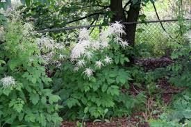Goatsbeard has a distinct look and is known for its white feathery plumes. Goatsbeard Aruncus Dioicus Wildflowers