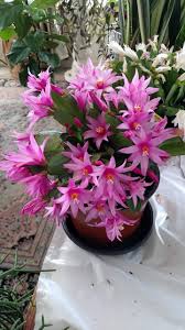 Also on the thanksgiving cactus, the pollen bearing antlers will be more of a yellow color while on. How To Grow And Care Of Christmas Cactus Thanksgiving Cactus Beautiful Flowers Cactus