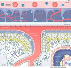 Macrophages At Cns Interfaces Ontogeny And Function In Health And Disease Nature Reviews Neuroscience