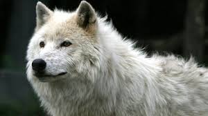 Desktop Wallpapers Mac Imac 27 2560x1440 Hd Backgrounds 2560x1440 Wolf Photos Animals Wolf Pictures