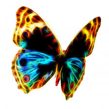 Image result for butterfly
