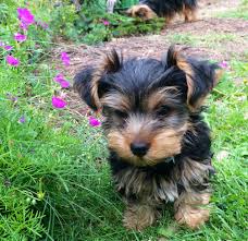 San francisco bay area dog rescue, adopt a dog, foster a dog. Bay Area Yorkies Yorkshire Terrier Puppies