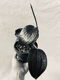 Image result for Polystachya spatella