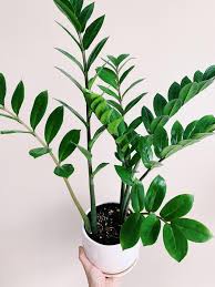The quick and definitive answer is yes. Zamioculcas Zamiifolia Zz Plant If You Re Looking For An Easy Beginner Plant This Is My Recommendation It S A Very Forgiving Plant When It Comes To Watering And It S Light Source Plants