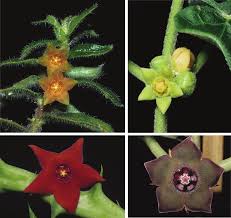 Image result for Apocynaceae subfamilies Asclepiadoideae and Secamonoideae
