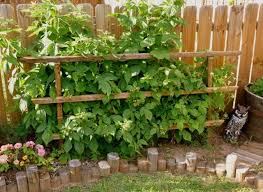 Brombeeren Pflanzen Und Schneiden Pflege Tipps Fur Hobbygartner Brombeeren Pflanzen Gartenspaliere Und Grosser Garten