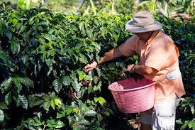 A wide variety of coffee plantation options are available to you, such as variety, processing type, and cultivation type. Doka Estate Coffee And Sugar Cane Tour With Butterfly Garden 2021 San Jose