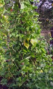 There's a lot going on here, and this. Ever Wonder How Vines Wrap Themselves Around Something Comox Valley Record