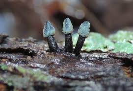 Image result for Strobilurus conigenoides