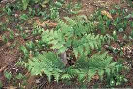 Image result for Pteridium