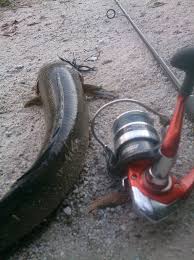 Padahal ikan ini perawakannya seperti gambar di atas. Ikan Haruan Photos Facebook
