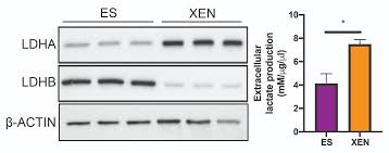 Founded in 1993 by evelyn h. Lactate Accelerates Mouse Es Cell Differentiation Towards The Xen Lineage Prelights