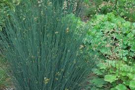 Rain Garden Blue Soft Rush Juncus Patens Elk Blue Or Occidental Blue Grows In Neat Clumps To Native Plant Gardening Ornamental Grasses Low Water Plants