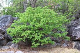 Image result for Bridelia