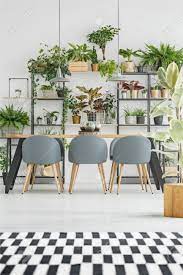 Black and white room can be improved with living plants. Checkered Black And White Rug In Bright Dining Room Interior With Wooden Table Gray Chairs And Plants Stock Photo Picture And Royalty Free Image Image 97578410