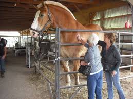 Right Where We Belong Shopping At Three Amish Stores Part 3 Big Horses Clydesdale Horses Horses