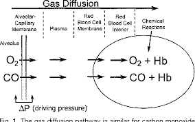 Image result for Diffusing Capacity