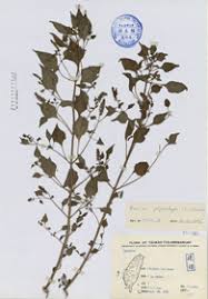 Image result for Basilicum polystachyon