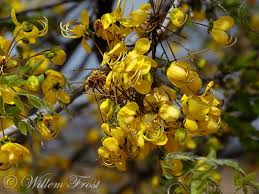 Image result for Cassia abbreviata