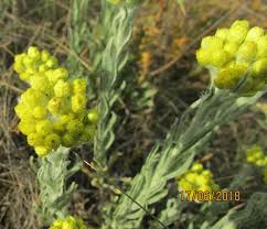 Image result for Helichrysum longiramum