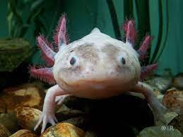 Maybe you would like to learn more about one of these? 8 Water Dog Pics Ideas Water Dog Fish Pet Axolotl