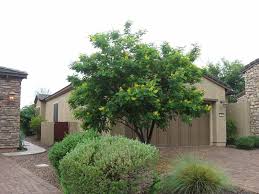 Bird Of Paradise Tree Arizona Arizona Trees Drought Tolerant Garden Tree Outdoor Living