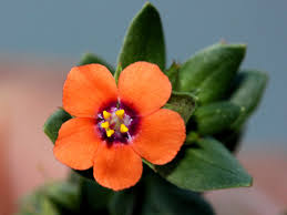 Image result for Anagallis elegantula