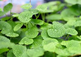 Image result for Hydrocotyle