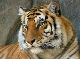 The South China Tiger Is A Tiger Subspecies That Was Native To The Provinces Of Fujian Guangdong Hunan Jiangxi White Bengal Tiger Bengal Tiger Tiger Images