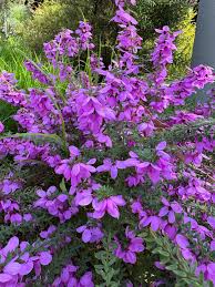 Image result for Wahlenbergia banksiana