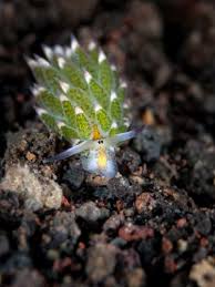 Here we are going to talk about leafsheep, the pokémon we can find in real. Little Leaf Sheep Nudibranch Grazes Adorably Underwater