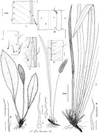 Image result for Elaphoglossum aubertii