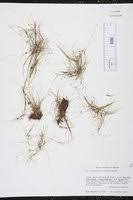 Image result for Eleocharis minima