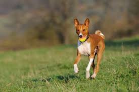 Chinese Dog Breeds My Animals