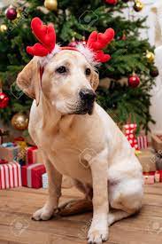 Whatever way you decide to celebrate christmas this year, why not make sure that your labrador is a part of it. Labrador With Christmas Reindeer Antlers Stock Photo Picture And Royalty Free Image Image 88590490
