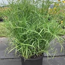 Image result for Cyperus mollipes