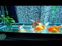 Goldfish Tank Goldfish Tank Fish Tank Design Goldfish Aquarium
