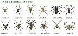 Spider Identification Chart Spider Identification Spider