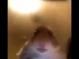 Hamster Call Staring At Camera Meme 2019 Youtube