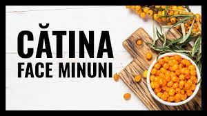 Catina este bogata in betacaroten, necesar in ameliorarea afectiunilor oftalmologice. CÄtinÄ Cu Miere Beneficii Ceai De CÄtinÄ ProprietÄÈi Èi ContraindicaÈii Youtube