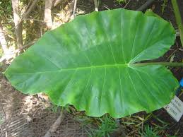 We did not find results for: Top 10 Benefits Of Giant Taro And Nutritional Value