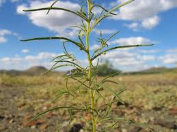 Image result for Anticharis senegalensis